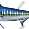Striped Marlin
