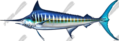 Striped Marlin