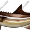 Cobia