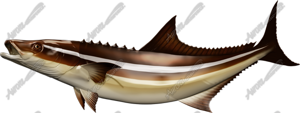Cobia