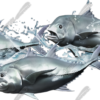 Giant Trevally Splash