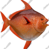 Opah