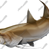 King Threadfin