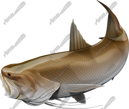 King Threadfin