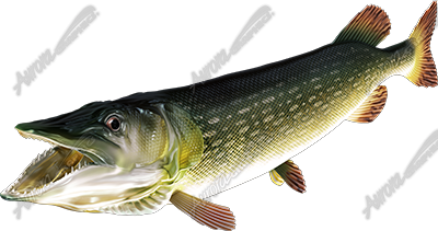 Pike