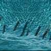 Pool Water Rip 2 Vehicle Wrap Design — Large Scale Artwork for Wide Format Printing | Categories: Nature