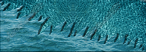 Pool Water Rip 2 Vehicle Wrap Design — Large Scale Artwork for Wide Format Printing | Categories: Nature