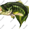 Largemouth Bass