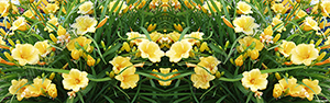 Day Lilies 1 Vehicle Wrap Design — Large Scale Artwork for Wide Format Printing | Categories: Nature