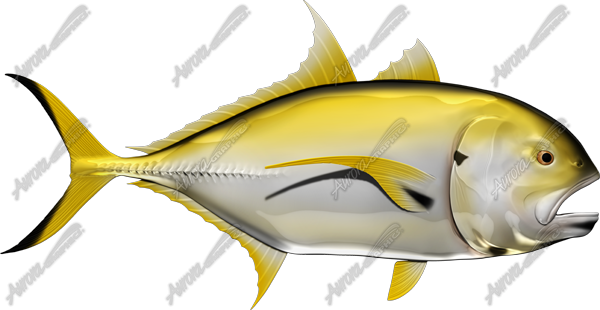 Crevalle Jack