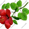 Hibiscus Red 4 Vehicle Wrap Design — Large Scale Artwork for Wide Format Printing | Categories: Commercial, Nature