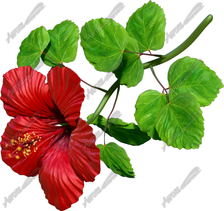 Hibiscus Red 4 Vehicle Wrap Design — Large Scale Artwork for Wide Format Printing | Categories: Commercial, Nature