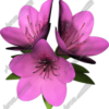 Flowers Vehicle Wrap Design — Large Scale Artwork for Wide Format Printing | Categories: PIK6 Everyday, Nature