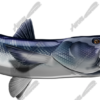 Barracuda