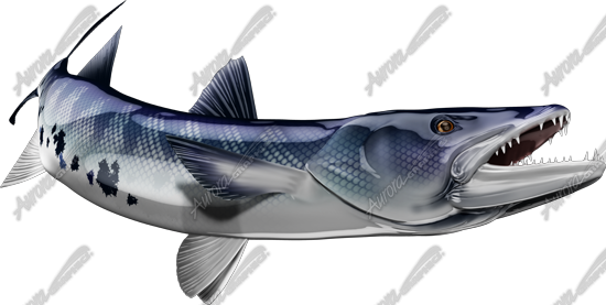 Barracuda