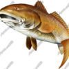 Redfish