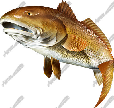 Redfish