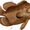 Tripletail