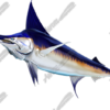Swordfish