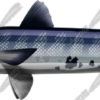 Barracuda