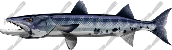 Barracuda