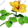Hibiscus Yellow & Red 5 Vehicle Wrap Design — Large Scale Artwork for Wide Format Printing | Categories: Nature