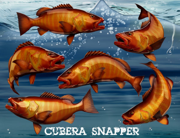 Cubera Snapper