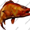 Cubera Snapper