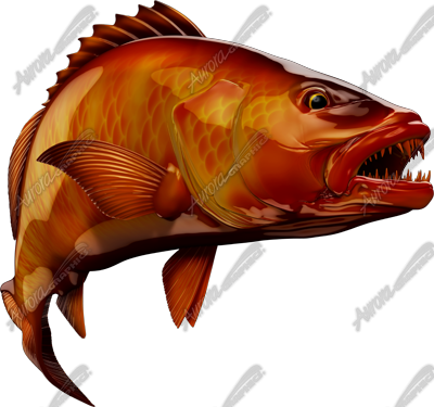 Cubera Snapper