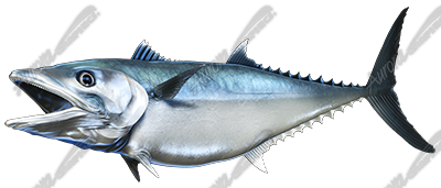 King Mackerel