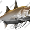 King Threadfin