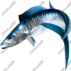 Wahoo