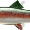 Trout