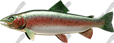 Trout