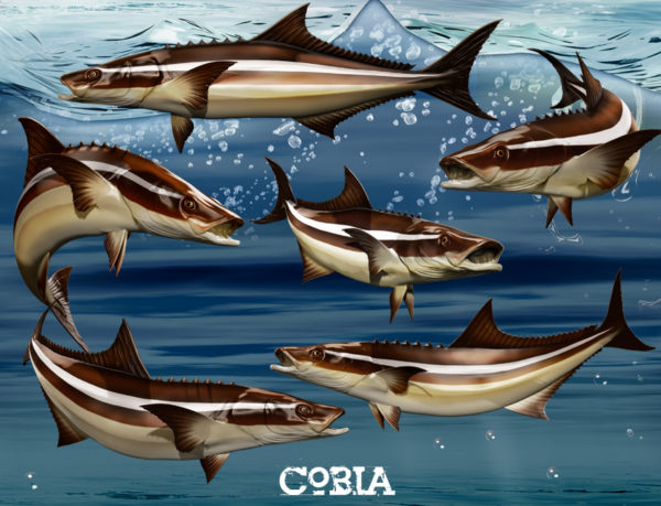 Cobia Fish
