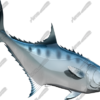 Talang Queenfish