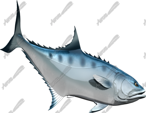 Talang Queenfish