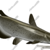Catfish