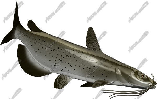 Catfish