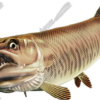 Tiger Musky