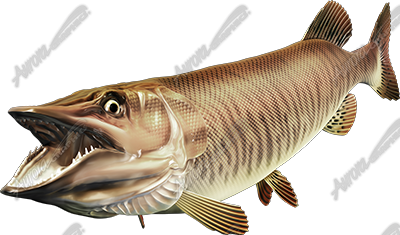 Tiger Musky
