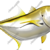 Crevalle Jack