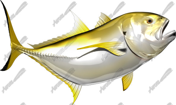 Crevalle Jack