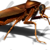 Cockroach 2 Vehicle Wrap Design — Large Scale Artwork for Wide Format Printing | Categories: PIK6 Everyday, Commercial, Industry, Nature