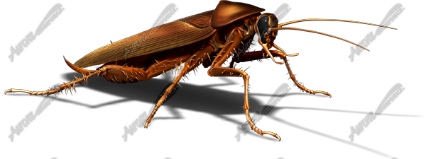 Cockroach 2 Vehicle Wrap Design — Large Scale Artwork for Wide Format Printing | Categories: PIK6 Everyday, Commercial, Industry, Nature