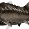 Sturgeon