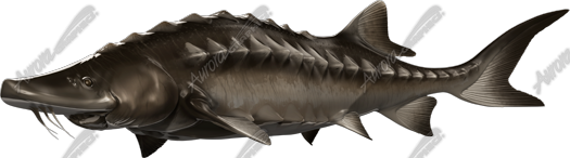 Sturgeon