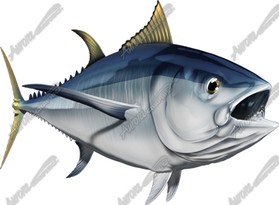 Albacore