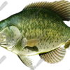 Crappie
