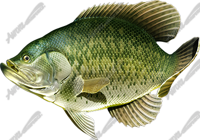Crappie